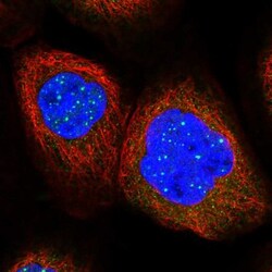 C12orf4 Antibody, Novus Biologicals 25 &mu;L; Unlabeled:Antibodies, Polyclonal